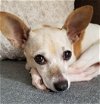 adoptable Dog in minneapolis, MN named Thelma