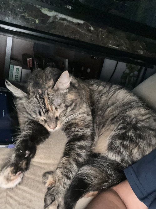Shyla
