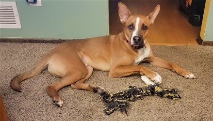 adoptable Dog in Minneapolis, MN named Barney