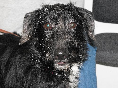 Dorian