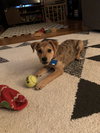 Dottie Maria