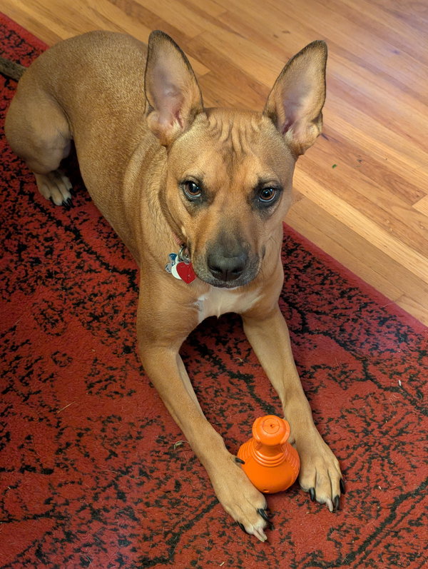 Penny