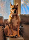 Penny
