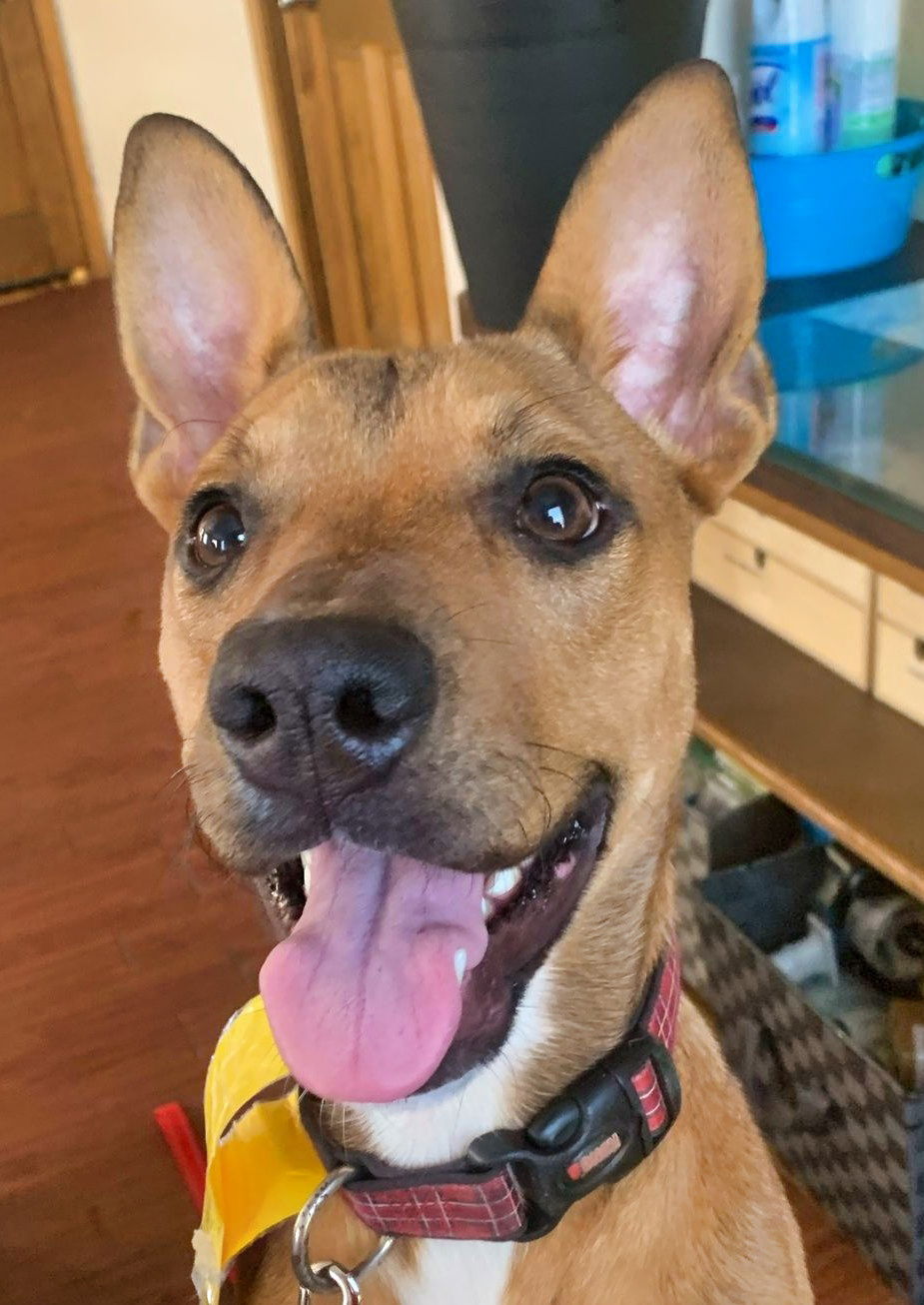 adoptable Dog in Minneapolis, MN named Lucky Penny