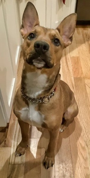 adoptable Dog in Minneapolis, MN named Lucky Penny