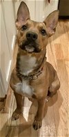 adoptable Dog in , MN named Lucky Penny