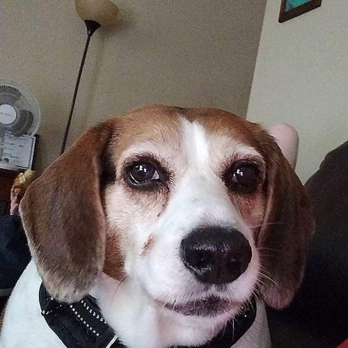 Elvis