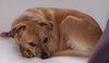 Belle