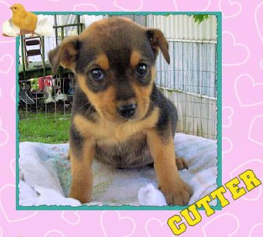Cutter
