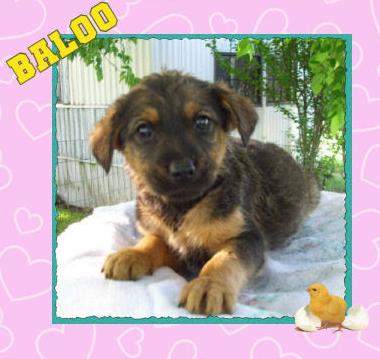 Baloo