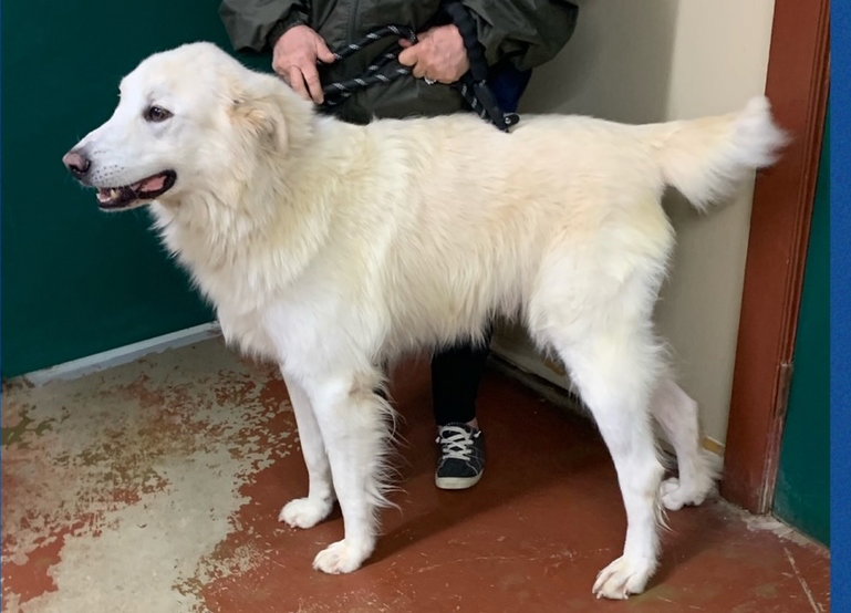 Dog for Adoption Arthur, a Great Pyrenees in Dakota County, MN Alpha Paw