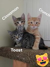 Cinnamon