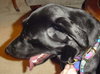 Millie