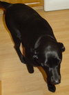 Millie