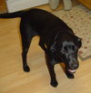 Millie