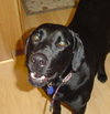 Millie