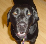 Millie