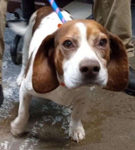Rufus