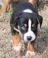 Sinatra