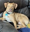adoptable Dog in minneapolis, MN named Dean