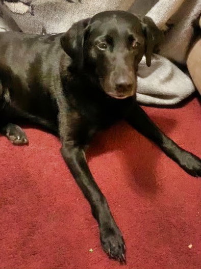 Cora