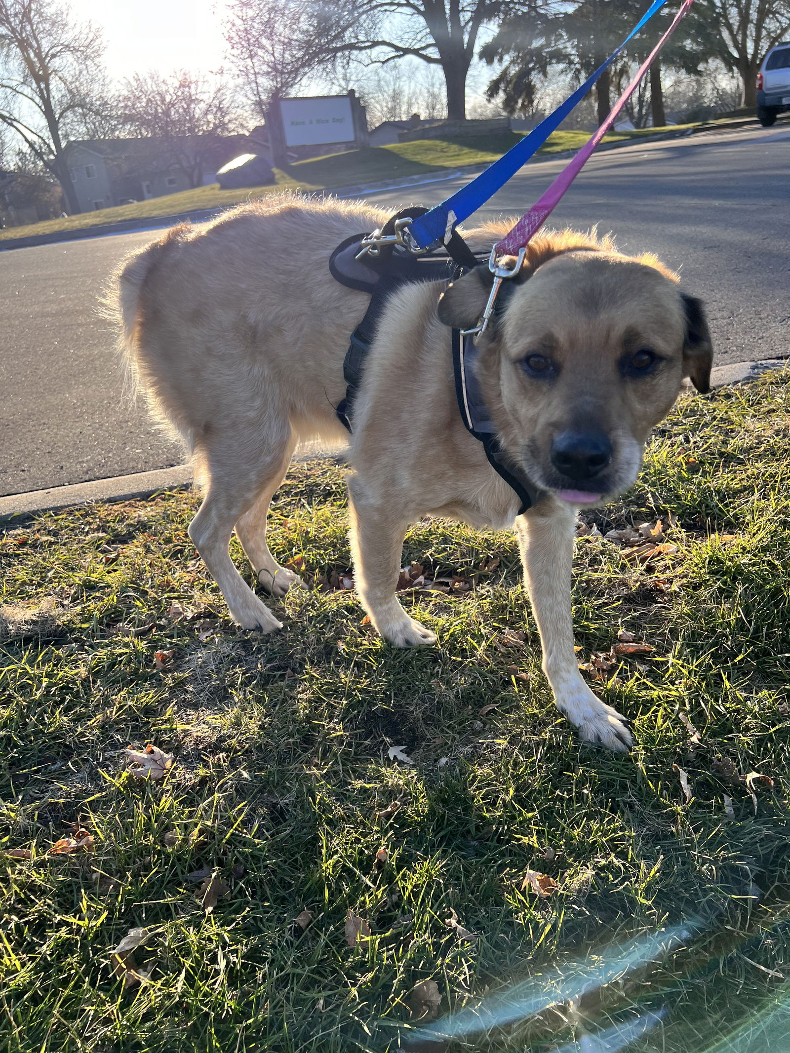 Dog for Adoption - Joey, a Golden Retriever in Eagan, MN | Alpha Paw