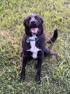 adoptable Dog in Minneapolis, MN named Taylor