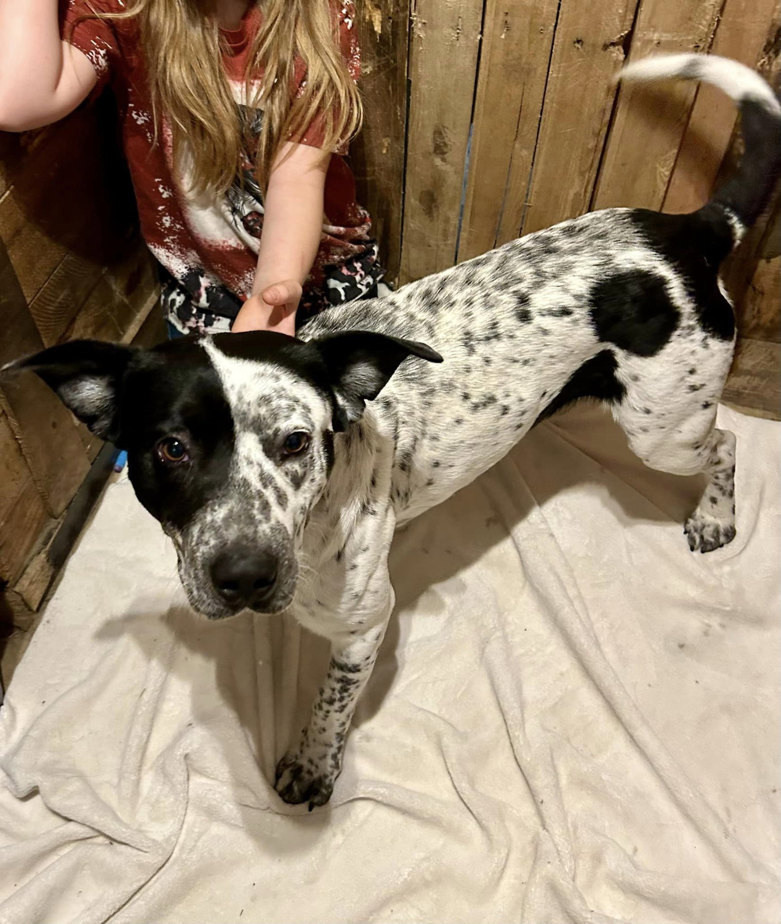 Dog for Adoption Marshall, a Cattle Dog in Saint Paul, MN Alpha Paw
