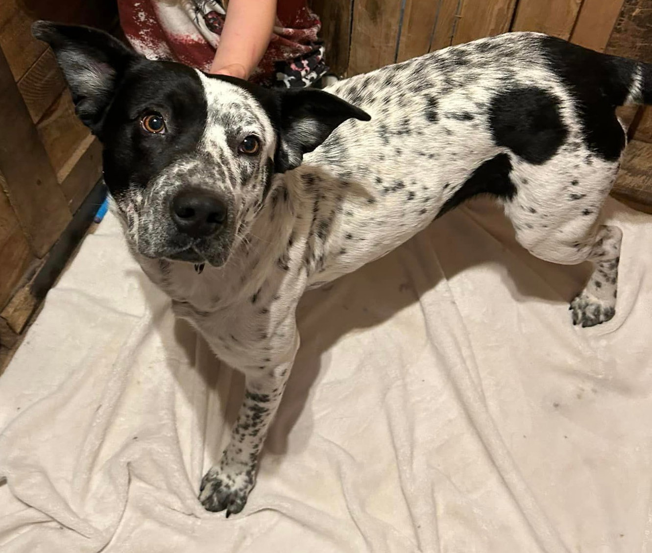 Dog for Adoption Marshall, a Cattle Dog in Saint Paul, MN Alpha Paw