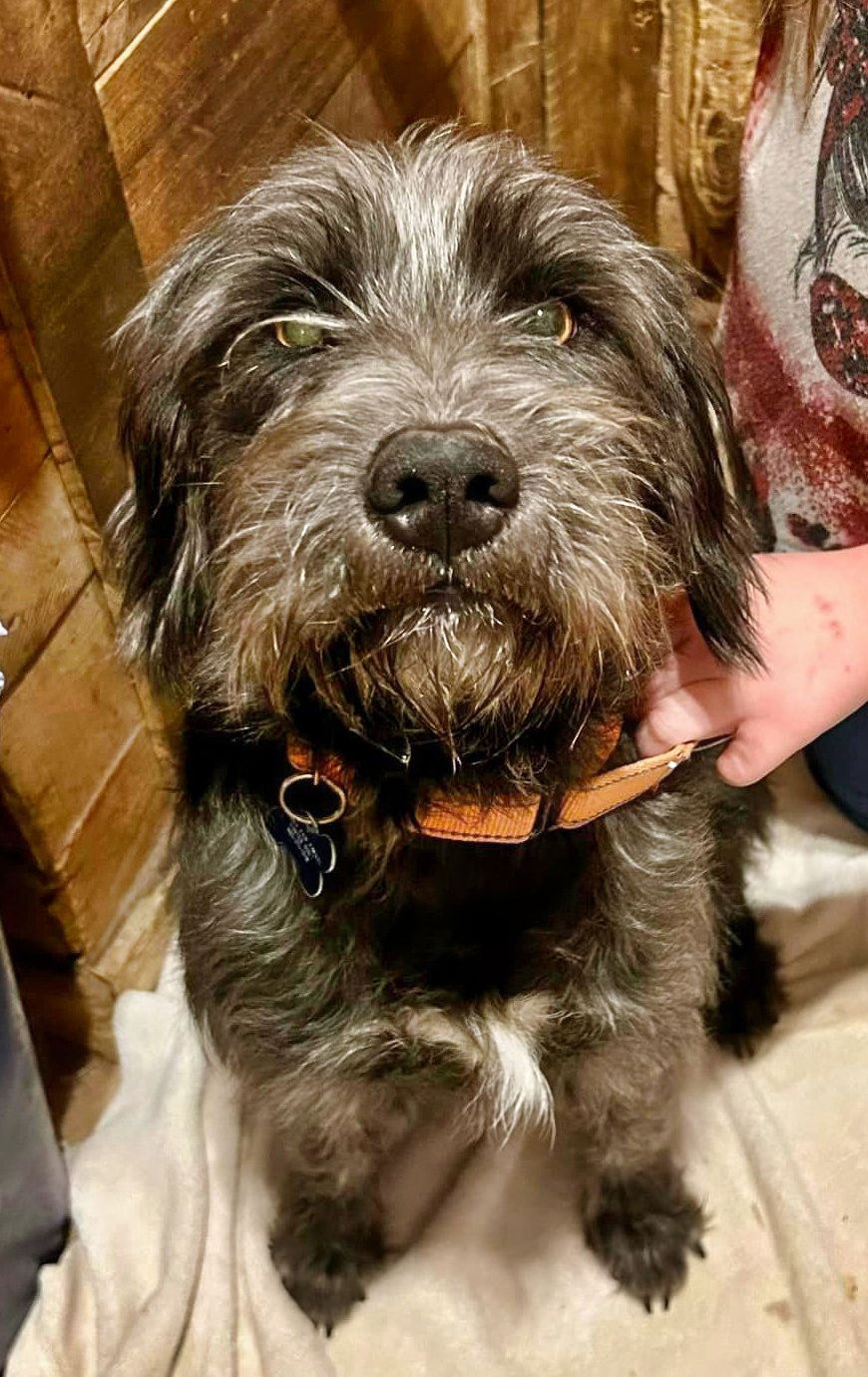 Dog for Adoption - Ely, a Wire-haired Pointing Griffon in Brooklyn Park ...