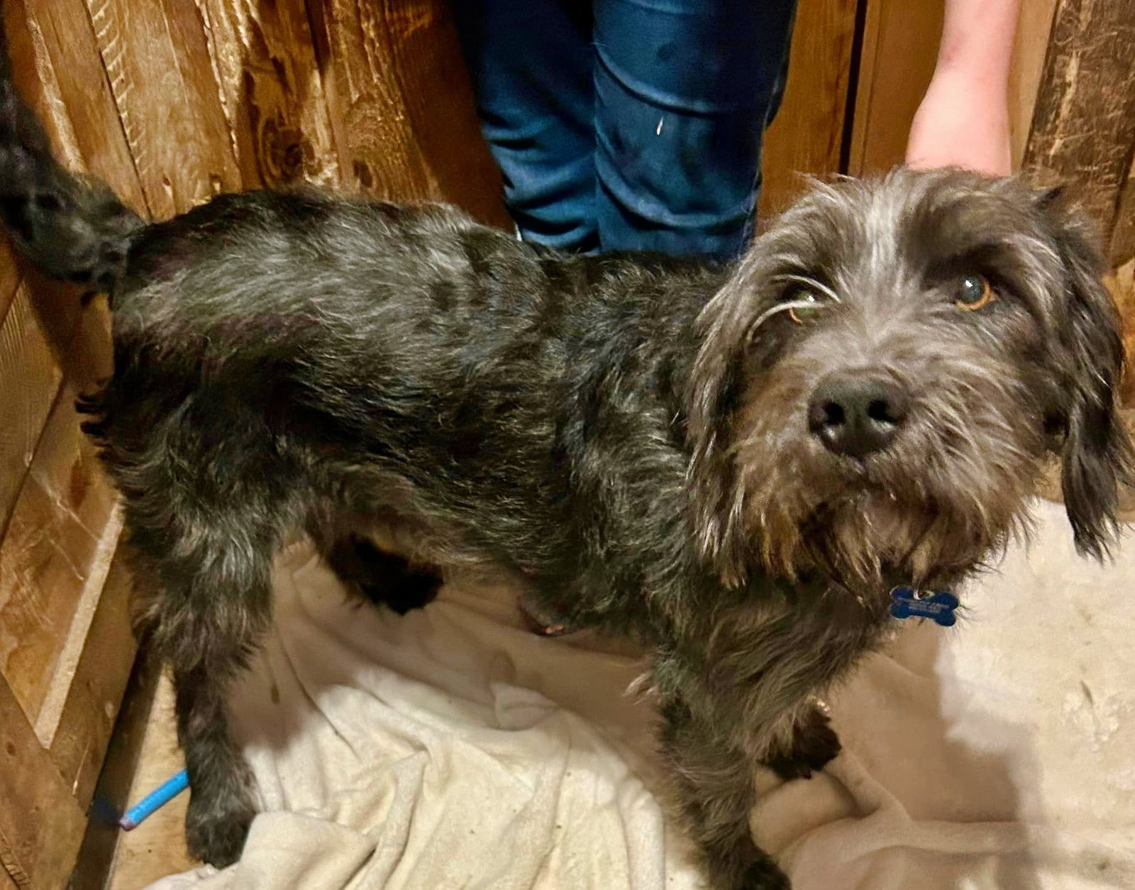 Dog for Adoption Ely, a Wirehaired Pointing Griffon in Brooklyn Park