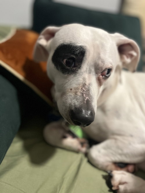 Walter — thumbnail 4