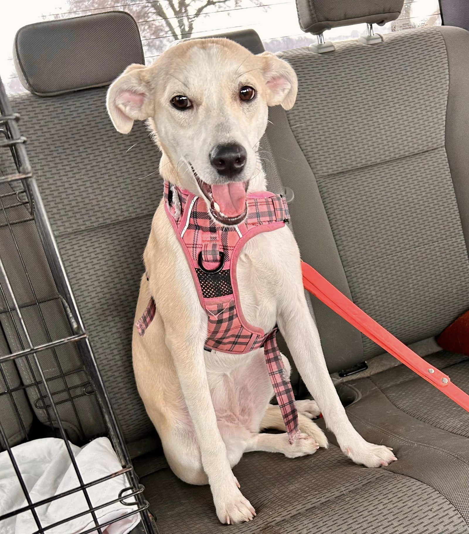 Dog for Adoption Alexandria, a Whippet in Eden Prairie, MN Alpha Paw