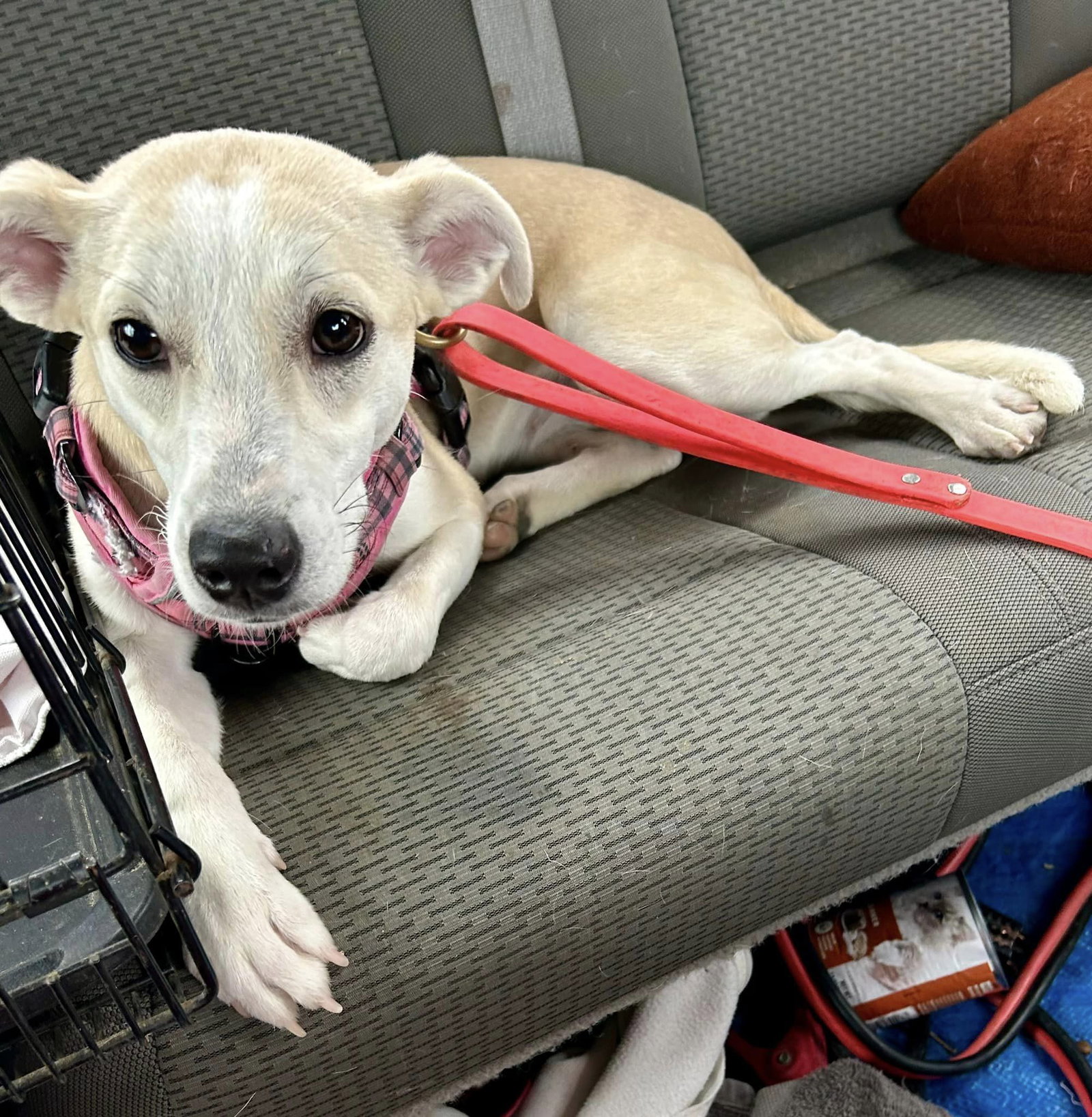 Dog for Adoption Alexandria, a Whippet in Eden Prairie, MN Alpha Paw