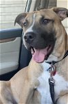 adoptable Dog in minneapolis, MN named *Huxley-Get me out of boarding!