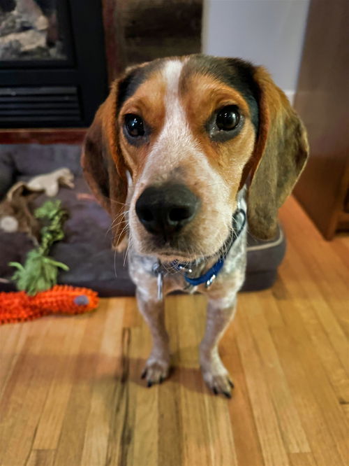 Baxter