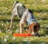 Baxter