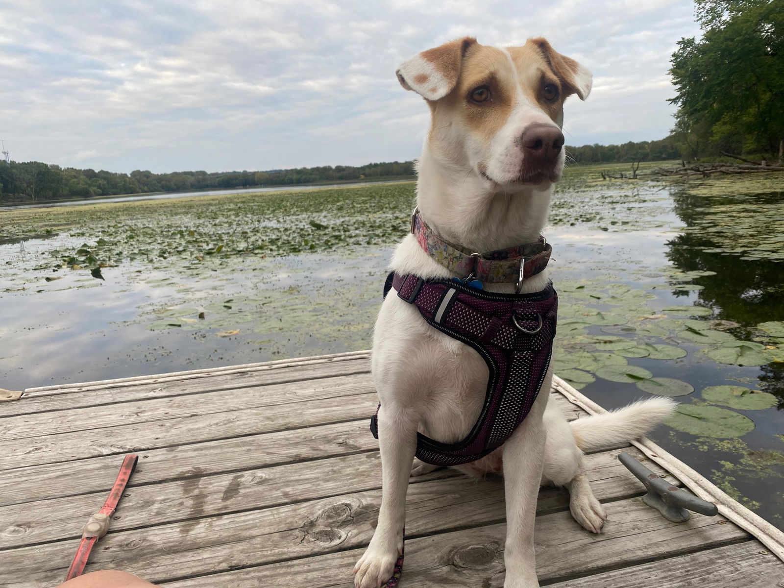 adoptable Dog in Minneapolis, MN named Peggy Lee