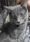 adoptable Cat in minneapolis, MN named Corey