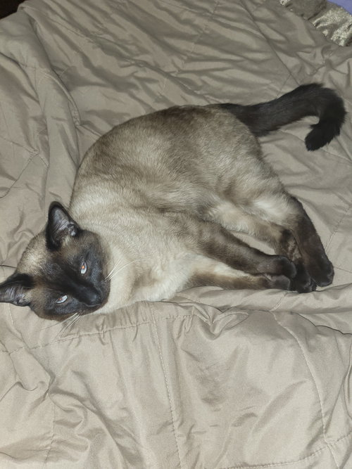 Boris