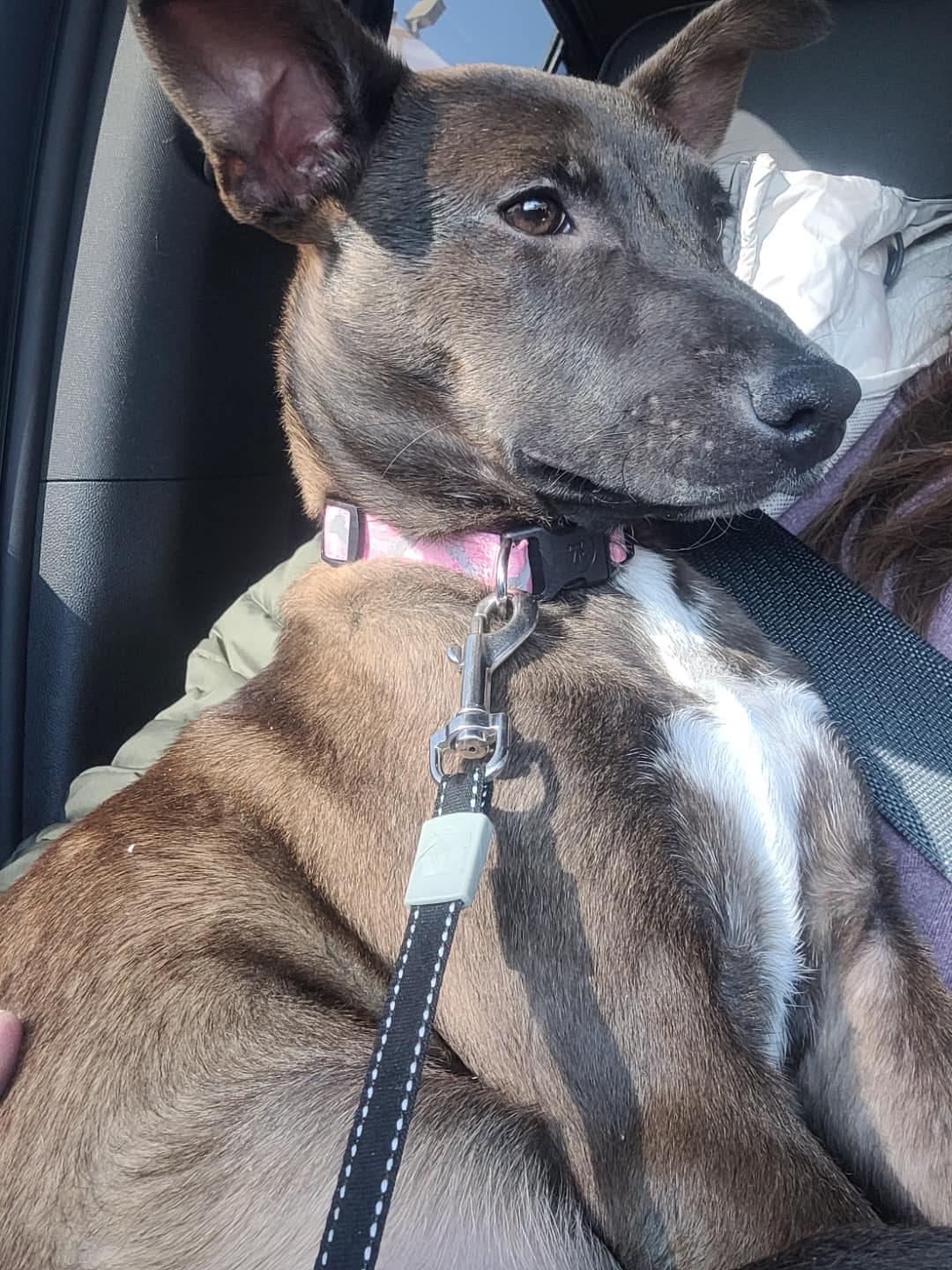 Dog for Adoption Viola, a Belgian Shepherd Malinois in Columbia Heights, MN Alpha Paw
