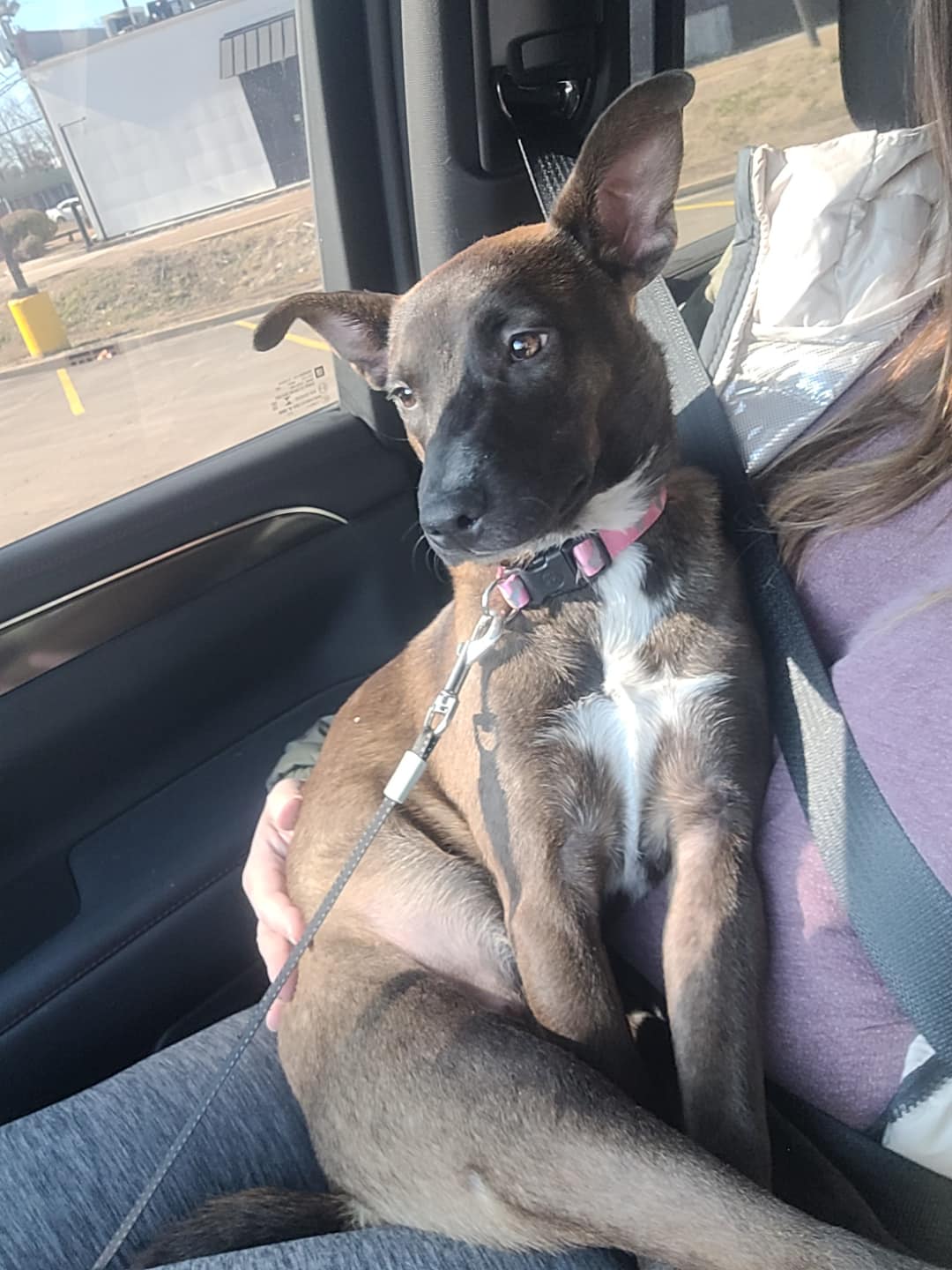 Dog for Adoption Viola, a Belgian Shepherd Malinois in Ellsworth, WI Alpha Paw
