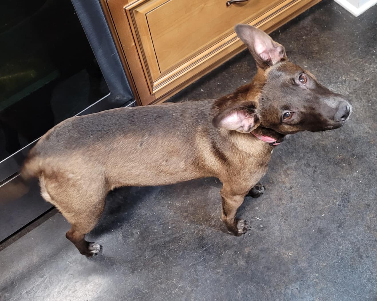 Dog for Adoption Viola, a Belgian Shepherd Malinois in Columbia Heights, MN Alpha Paw