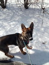 Lobo