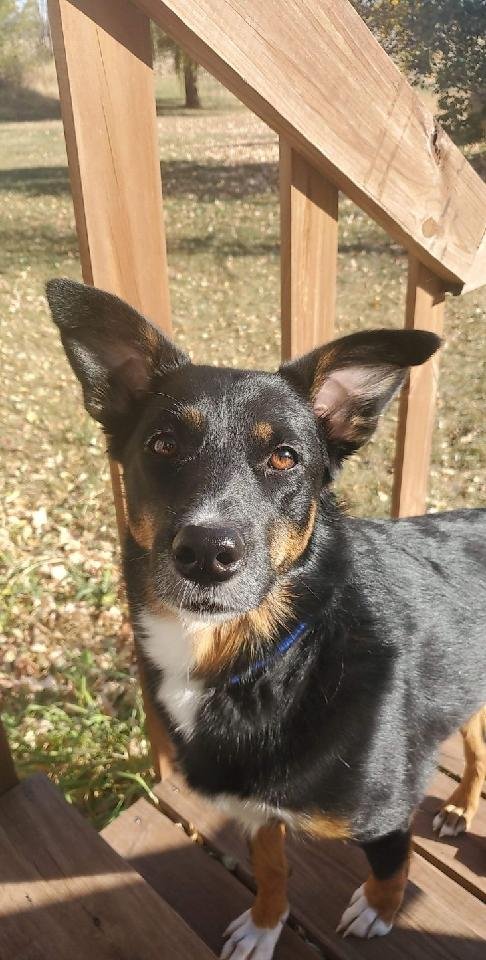 adoptable Dog in Minneapolis, MN named Lulu