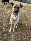 adoptable Dog in minneapolis, MN named Ziggy Pawdust