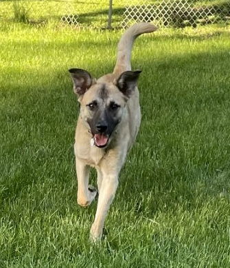 adoptable Dog in Minneapolis, MN named Ziggy Pawdust