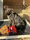 adoptable Dog in minneapolis, MN named Clover