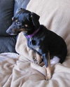 Rosko