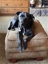 adoptable Dog in , MN named Lily